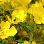 Oenothera fruticosa برگ