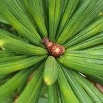 Sciadopitys verticillata Blatt