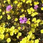 Oenothera primiveris Celota