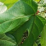 Manniophyton fulvum Leaf