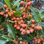 Pittosporum undulatum Fruit