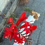 Crocosmia paniculata 花