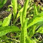 Succisella inflexa 葉