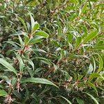 Sarcococca orientalis Habitus