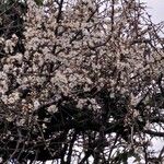 Prunus spinosa Žiedas