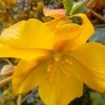 Fremontodendron mexicanum Flower