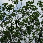 Dombeya acutangula Alkat (teljes növény)