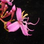 Oxyspora paniculata Flower
