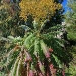 Sonchus canariensis Habitus