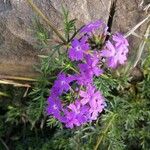 Verbena bipinnatifida फूल