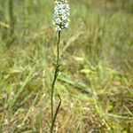 Platanthera nivea Habitus