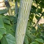 Acer davidii Écorce