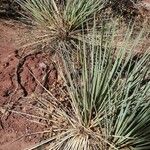 Yucca glauca ശീലം