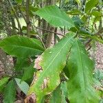 Magnolia macrophylla Leaf