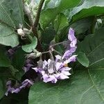 Solanum melongena Blomst