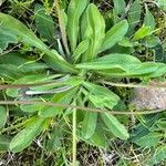 Bellis sylvestris Leaf