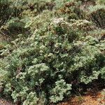 Eriogonum arborescens Hábitos