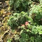 Saxifraga hirsuta Hoja