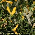 Genista monspessulana Máis