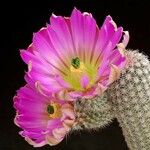 Echinocereus bristolii Flower