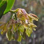 Epidendrum cotacachiense