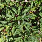 Dryas drummondii Leaf