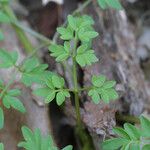 Erigenia bulbosa برگ