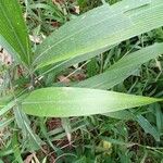 Setaria palmifolia Leaf