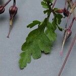 Geranium purpureum पत्ता