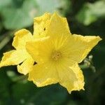 Luffa cylindrica 花