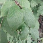 Viburnum prunifolium Leaf