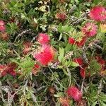 Callistemon citrinusফুল