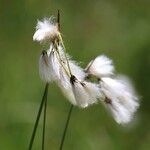 Eriophorum latifolium Цвят