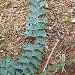 Asplenium dregeanum Yaprak