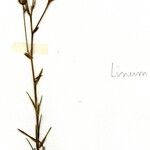 Linum tenuifolium Deilen