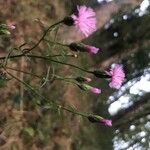 Serratula tinctoria Flors