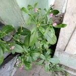 Talinum fruticosum Leaf
