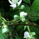 Rubus scaber Anders