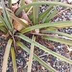 Hesperaloe parviflora Feuille