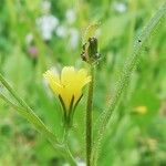 Rhagadiolus edulis Flower