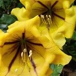 Solandra maximaफूल