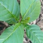 Rauvolfia viridis Leaf