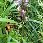 Orchis militaris Costuma