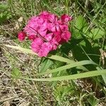 Dianthus barbatusFloro