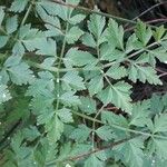 Oenanthe crocata 葉