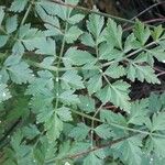 Oenanthe crocata Leaf