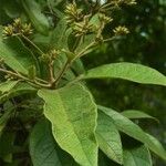 Cordia alliodora Hoja