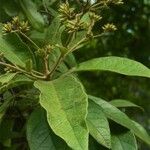 Cordia alliodora Blad