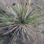 Yucca angustissima Leaf