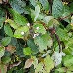 Cotoneaster acutifolius Frutto